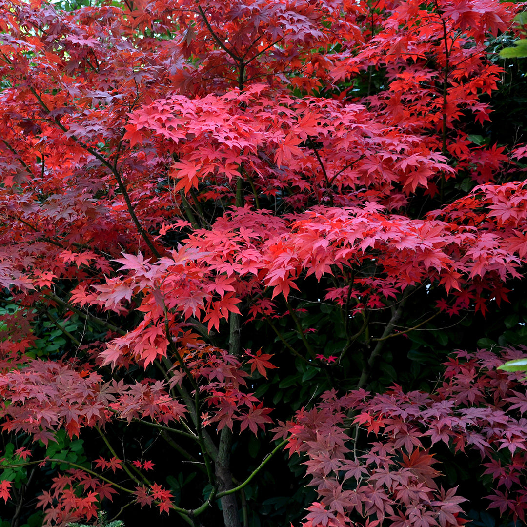 Bloodgood Japanese Maple Tree (7823948513535)